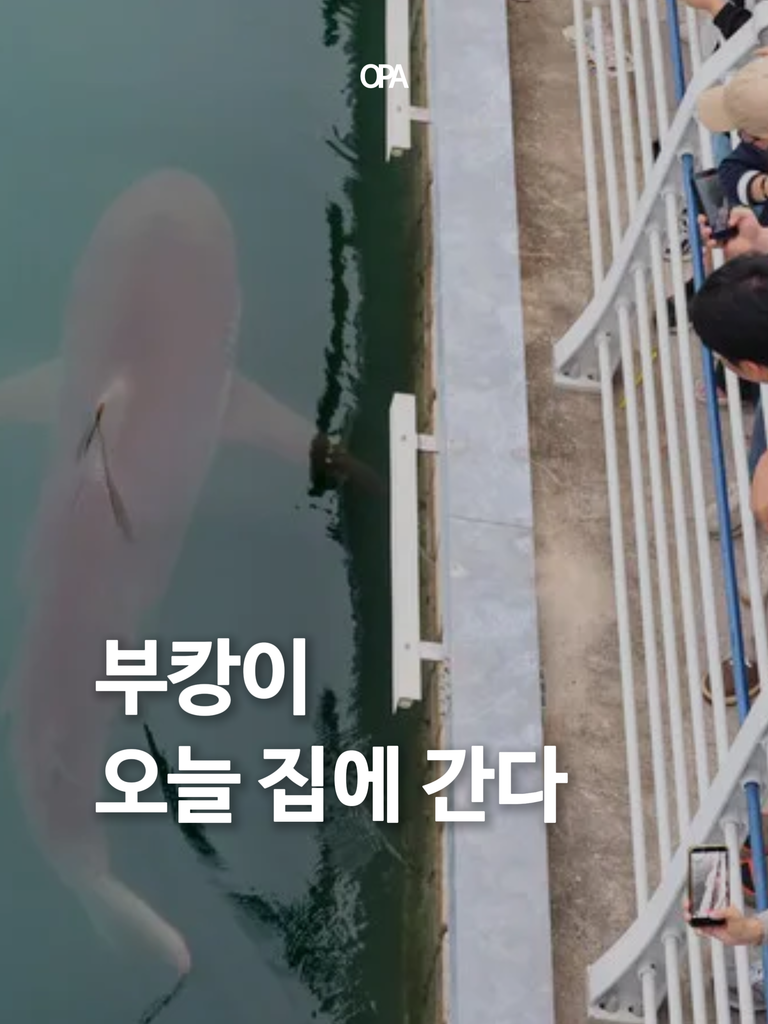 60만 명이 보러 온 상어 ‘부캉이’, 오늘 바다로 보내는 작전이 시작됐다.